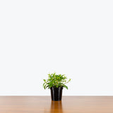 Peperomia Amigo Marcello - House Plants Delivery Toronto - JOMO Studio