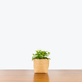 Peperomia Amigo Marcello - House Plants Delivery Toronto - JOMO Studio