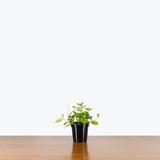 Peperomia Angulata - House Plants Delivery Toronto - JOMO Studio