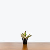 Peperomia Clusiifolia Ginny — 4" Pot