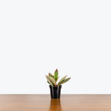 Peperomia Clusiifolia Ginny - House Plants Delivery Toronto - JOMO Studio