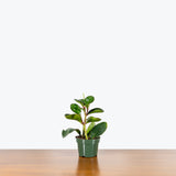 Peperomia Clusiifolia Red Edge — 4" Pot (larger than picture)