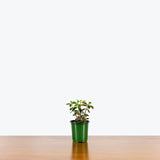 Peperomia Double Duty — 4" Pot