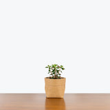 Peperomia Double Duty - House Plants Delivery Toronto - JOMO Studio