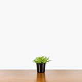 Peperomia Ferreyrae — 4" Pot