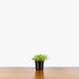 Peperomia Ferreyrae - Happy Bean Peperomia - House Plants Delivery Toronto - JOMO Studio