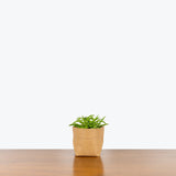 Peperomia Ferreyrae - Happy Bean Peperomia - House Plants Delivery Toronto - JOMO Studio