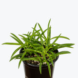 Peperomia Ferreyrae - Happy Bean Peperomia - House Plants Delivery Toronto - JOMO Studio