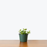Peperomia Hope - House Plants Delivery Toronto - JOMO Studio