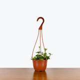 Peperomia Hope — 6" Hanging Basket