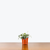 Peperomia Little Toscani — 4" Pot