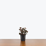 Peperomia Metallica — 4" Pot