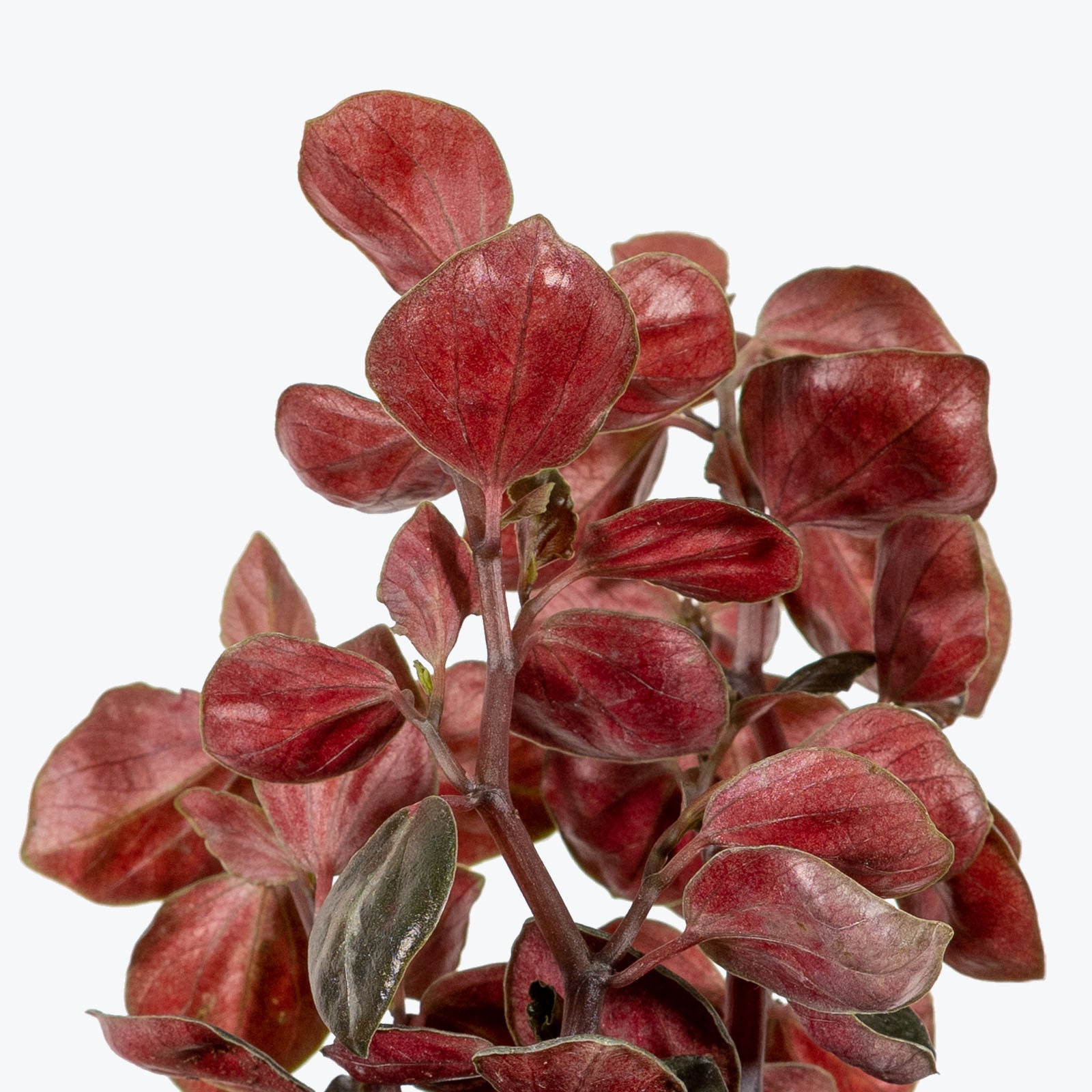 Red Tree Peperomia - Peperomia Metallica - House Plants Delivery Toronto - JOMO Studio