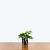 Peperomia Mini Watermelon — 4" Pot