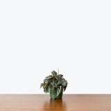 Peperomia Napoli Nights — 4" Pot