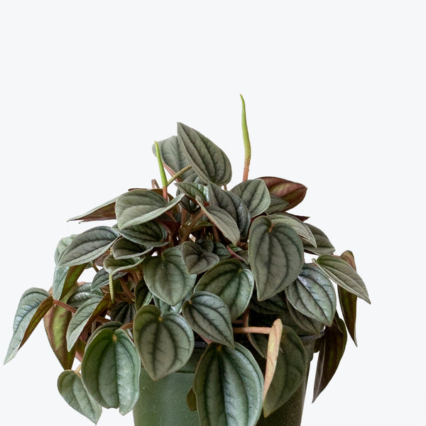 Peperomia Napoli Nights - House Plants Delivery Toronto - JOMO Studio