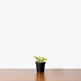 Peperomia Obtusifolia Golden Gate — 4" Pot (larger than picture)