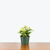 Peperomia Obtusifolia Marble — 6" Pot
