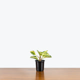 Peperomia Obtusifolia Splash — 4" Pot