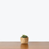 Peperomia Piccolo Banda - House Plants Delivery Toronto - JOMO Studio