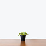 Peperomia Pixie — 4" Pot