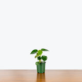 Peperomia Polybotrya Raindrop - House Plants Delivery Toronto - JOMO Studio