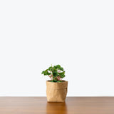 Peperomia Ripple - Peperomia Caperata - House Plants Delivery Toronto - JOMO Studio