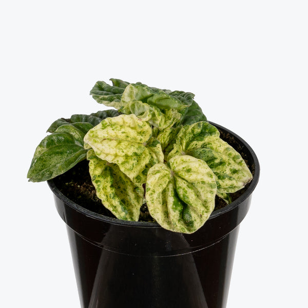 Peperomia Ripple Variegated - Peperomia Caperata Variegata- House Plants Delivery Toronto - JOMO Studio