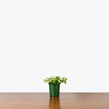 Peperomia Rotundifolia - House Plants Delivery Toronto - JOMO Studio