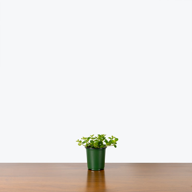 Peperomia Rotundifolia - House Plants Delivery Toronto - JOMO Studio