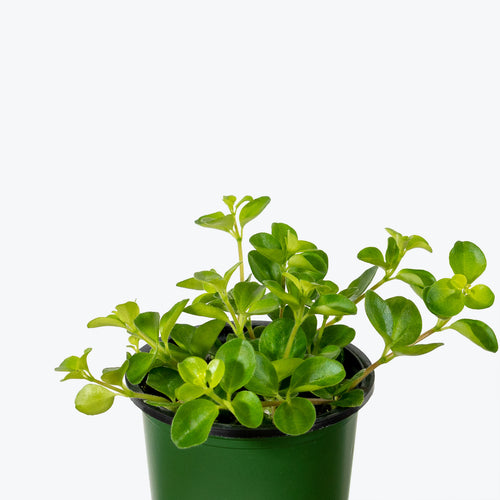 Trailing Jade (Peperomia rotundifolia) 9 Peperomia Rotundifolia