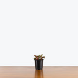 Peperomia Ruby Glow — 4" Pot