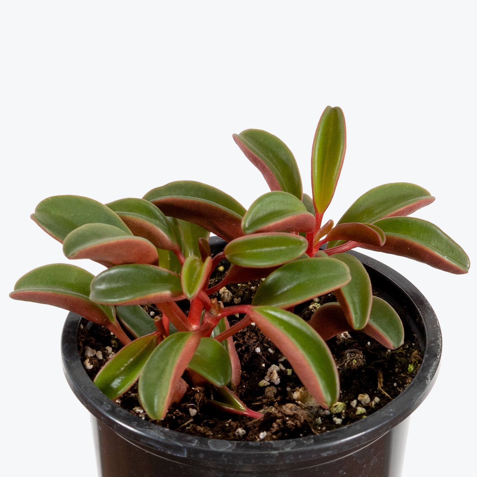 Peperomia Ruby Glow - Peperomia Graveolens - House Plants Delivery Toronto - JOMO Studio