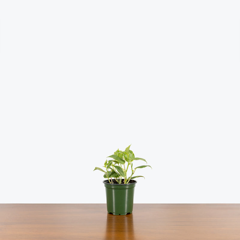 Peperomia Scandens Variegata - House Plants Delivery Toronto - JOMO Studio