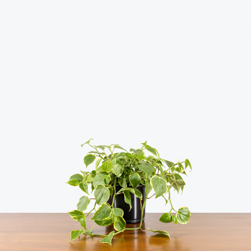 Peperomia Scandens Variegata - House Plants Delivery Toronto - JOMO Studio