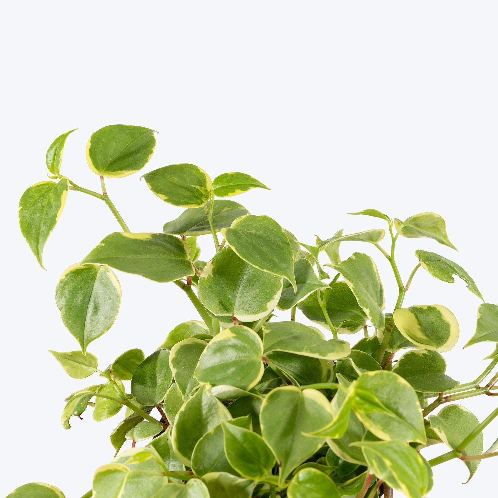 Buy Peperomia Cupid Plant, Peperomia Scandens Plant (Green)