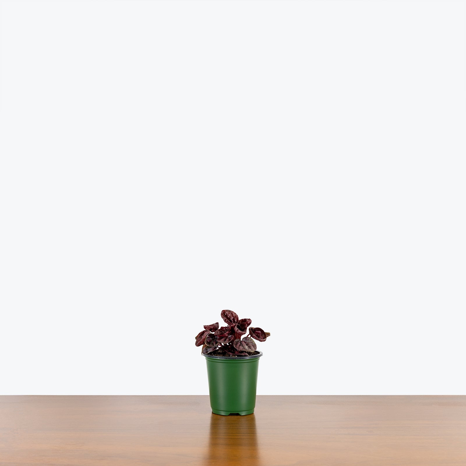 Peperomia Schumi Red - House Plants Delivery Toronto - JOMO Studio