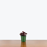Peperomia Schumi Red — 4" Pot