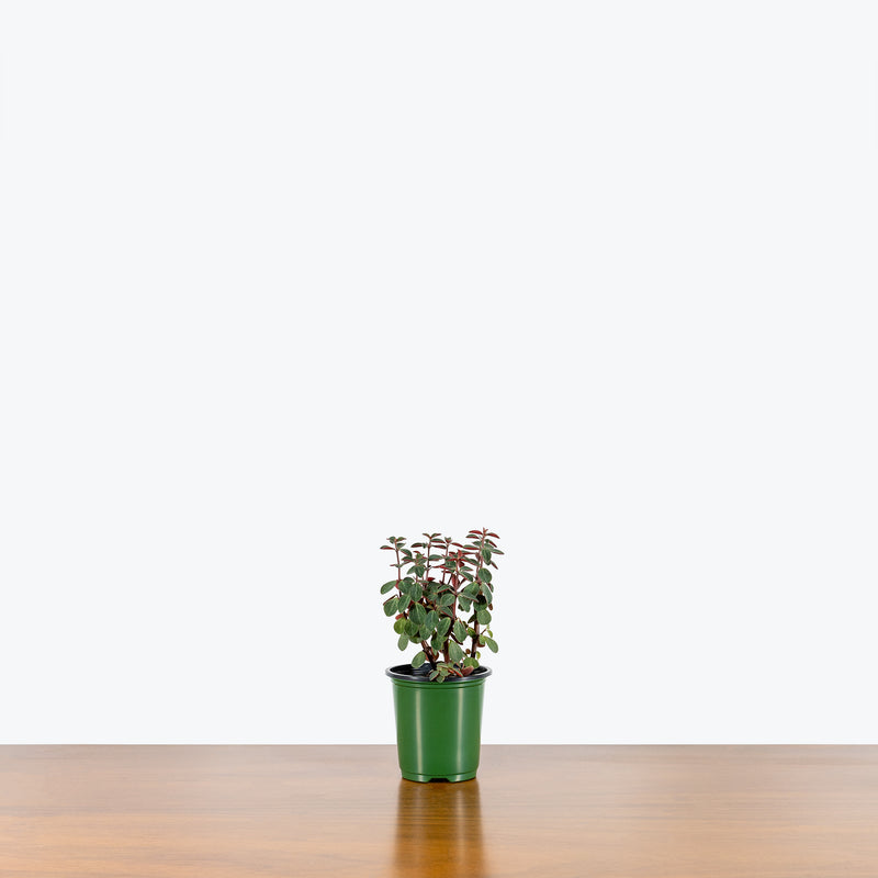 Peperomia Verticillata - House Plants Delivery Toronto - JOMO Studio