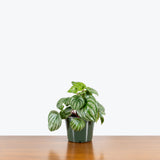 Peperomia Watermelon — 6" Pot