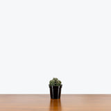 Peperomia Wolfgang Krahnii — 4" Pot (larger than picture)