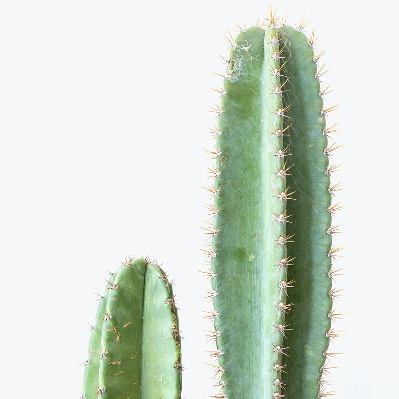 Peruvian Torch Cactus - Echinopsis Peruviana - House Plants Delivery Toronto - JOMO Studio