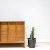 Peruvian Torch Cactus - Echinopsis Peruviana - House Plants Delivery Toronto - JOMO Studio