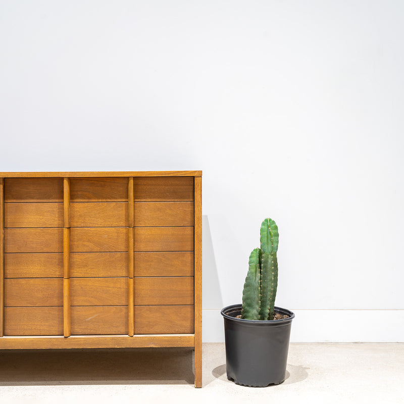 Peruvian Torch Cactus - Echinopsis Peruviana - House Plants Delivery Toronto - JOMO Studio