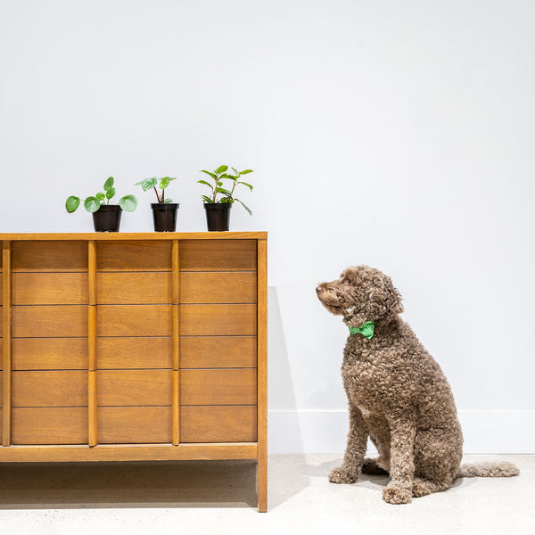 Pet Friendly Mystery Box - House Plants Delivery Toronto - JOMO Studio