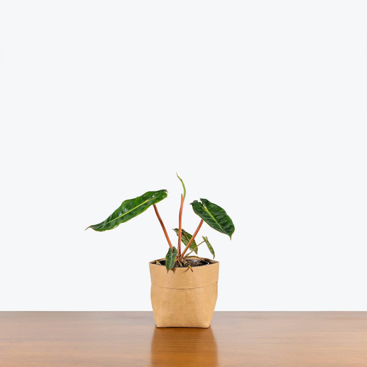 philodendron billietiae climber or crawler Philodendron Billietiae | Care Guide and Pro Tips - Delivery from Toronto  across Canada
