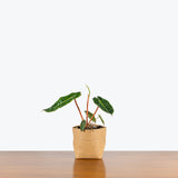 Philodendron Billietiae - House Plants Delivery Toronto - JOMO Studio