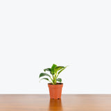 Philodendron Birkin — 4" Pot
