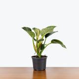 Philodendron Birkin — 6" Pot