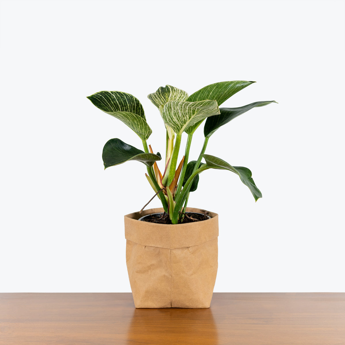 philodendron birkin toxic to humans Philodendron Birkin - House Plants Delivery Toronto
